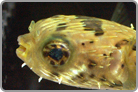Longspine Porcupinefish